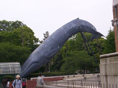 whale cartoon cute. monument: a cute cartoon